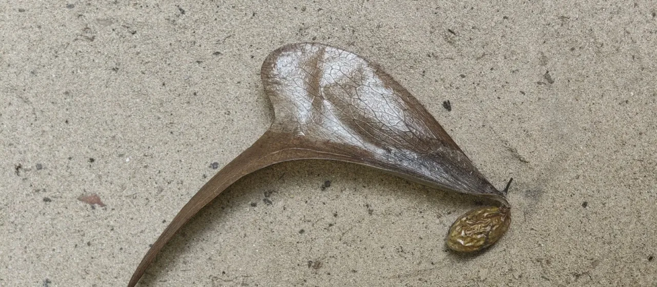 Pterocymbium tinctorium
