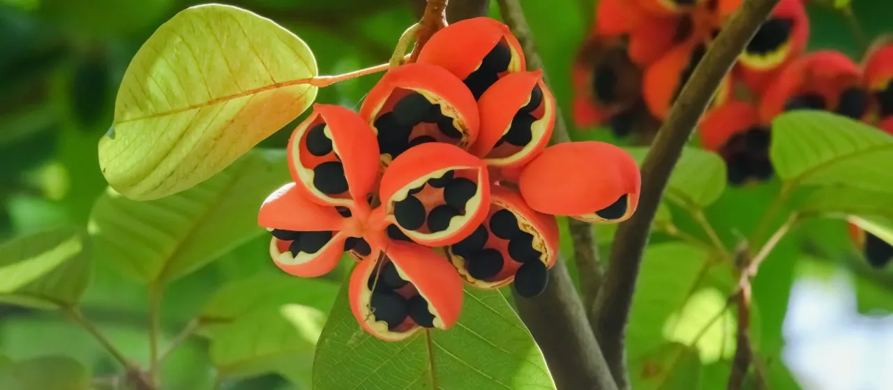 Sterculia cordata