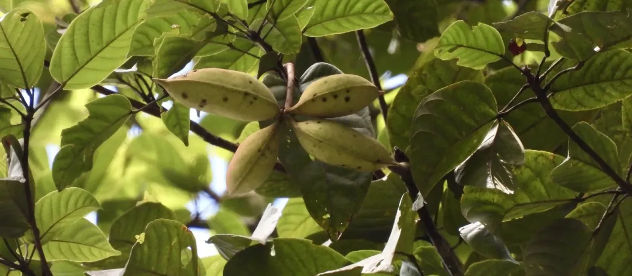 Sterculia oblongata