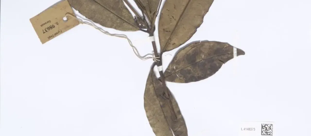 Syzygium glabratum