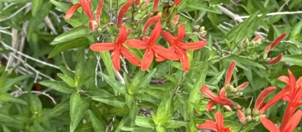 Anisacanthus quadrifidus