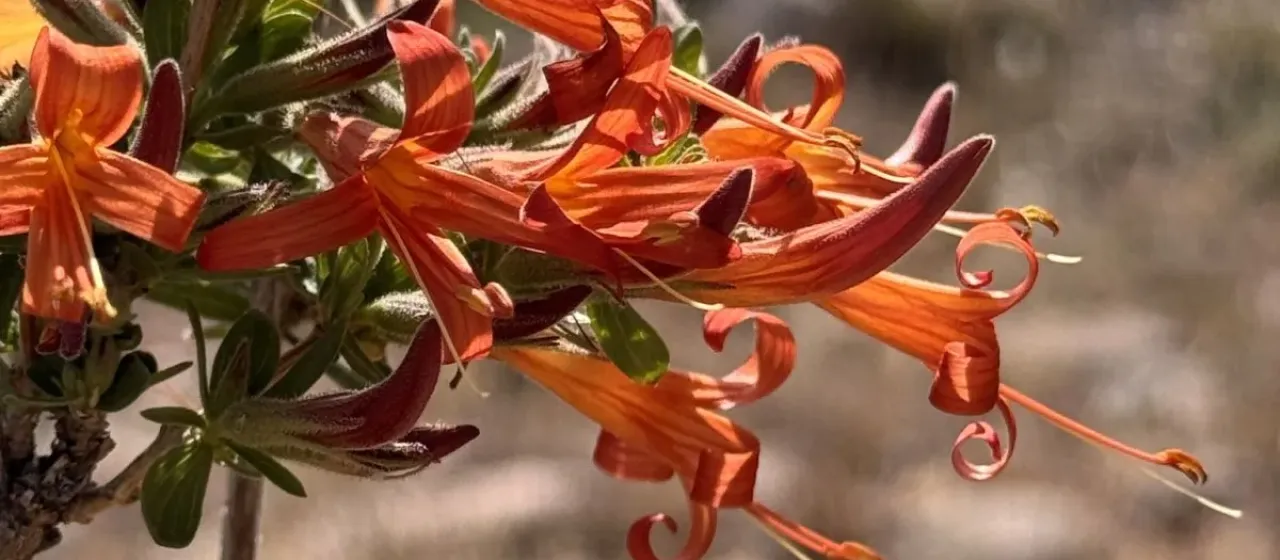 Anisacanthus thurberi