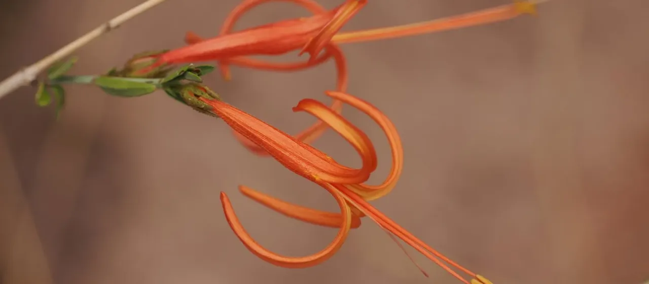 Anisacanthus linearis