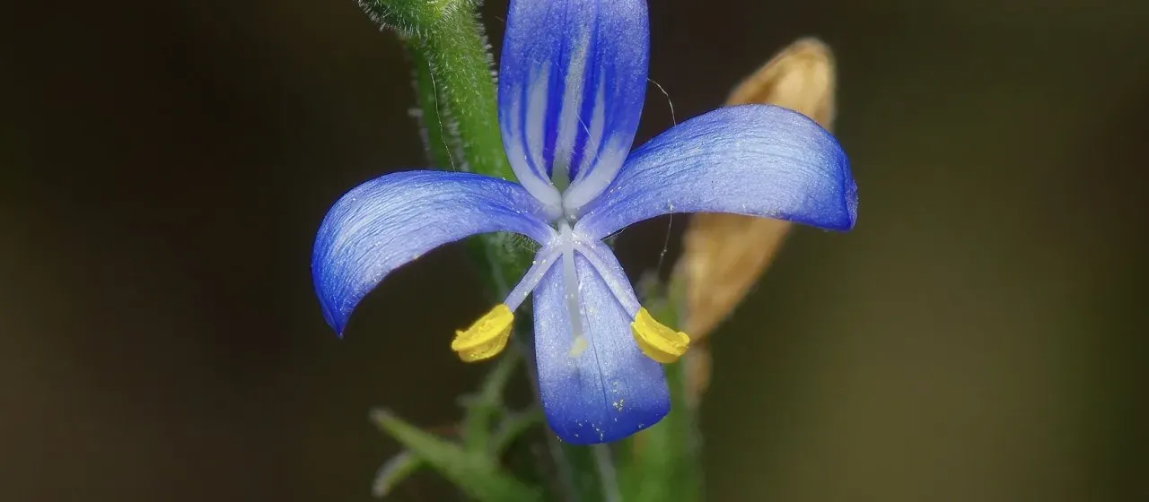 Carlowrightia parviflora