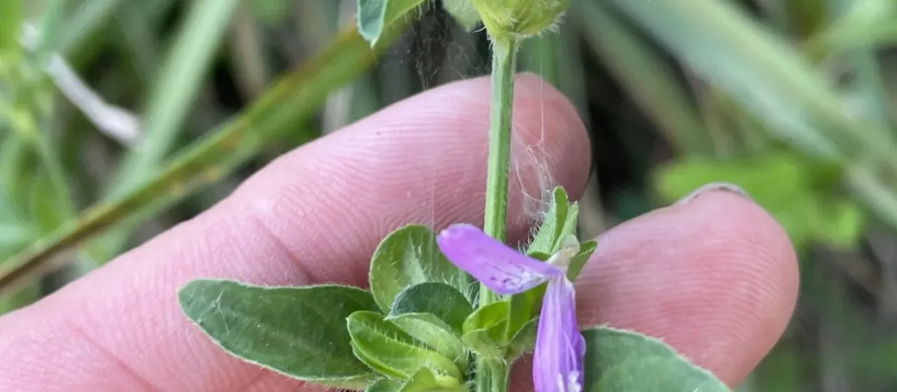 Dicliptera brachiata