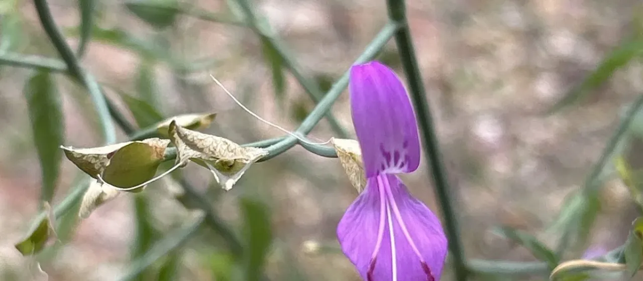 Dicliptera resupinata