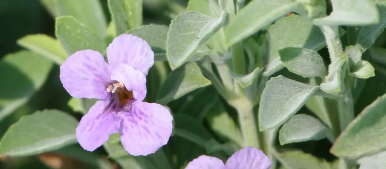 Dyschoriste crenulata