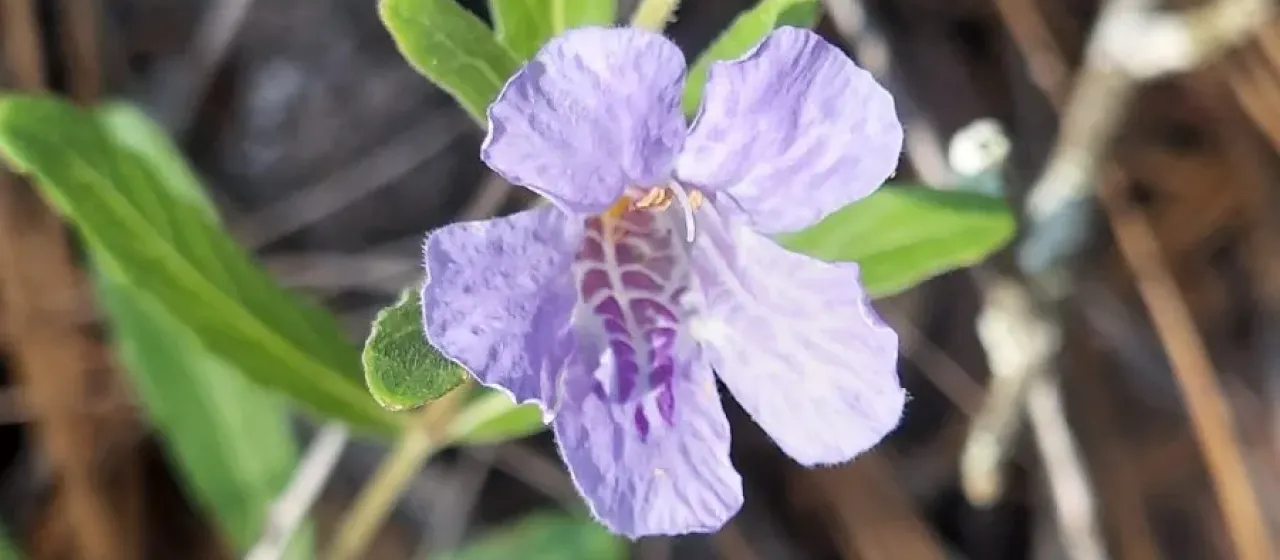 Oblongleaf twinflower