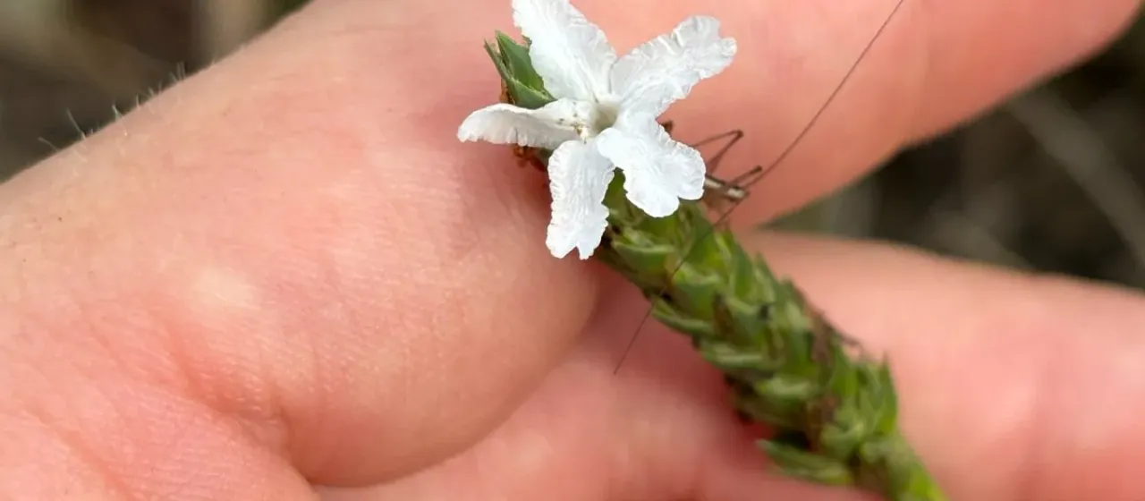 Carolina scalystem