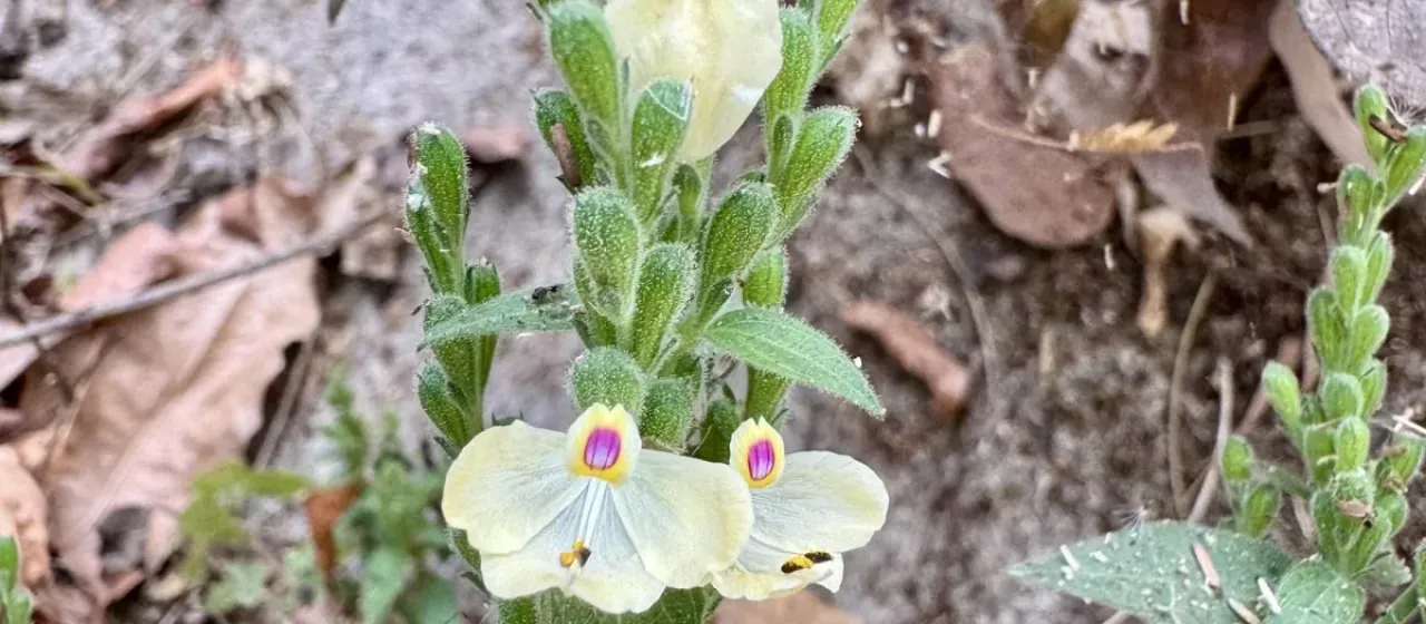 Henrya insularis