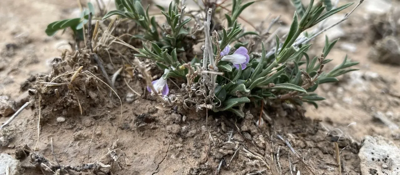 Юстиция Райта
