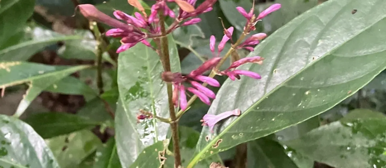 Odontonema nitidum