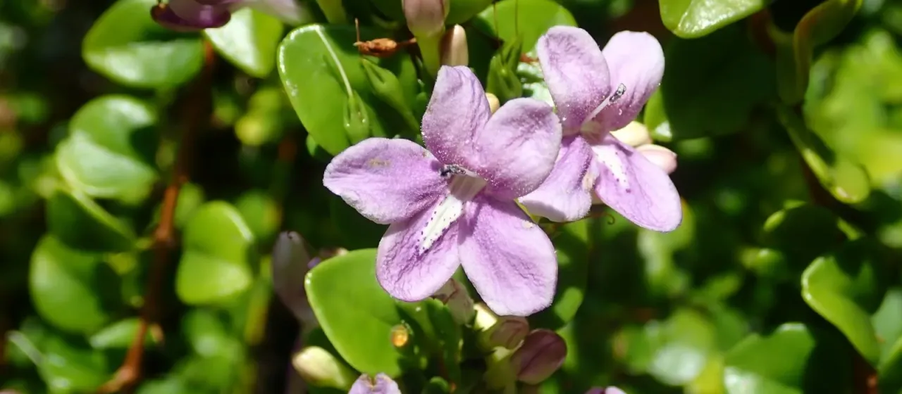 Oplonia spinosa