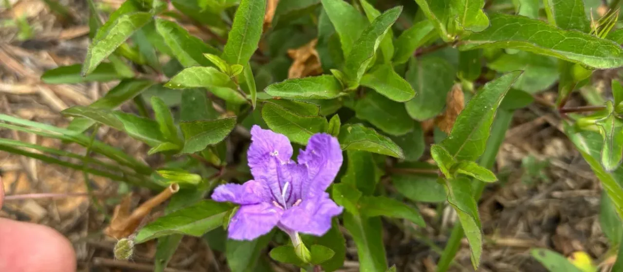 Ruellia pinetorum