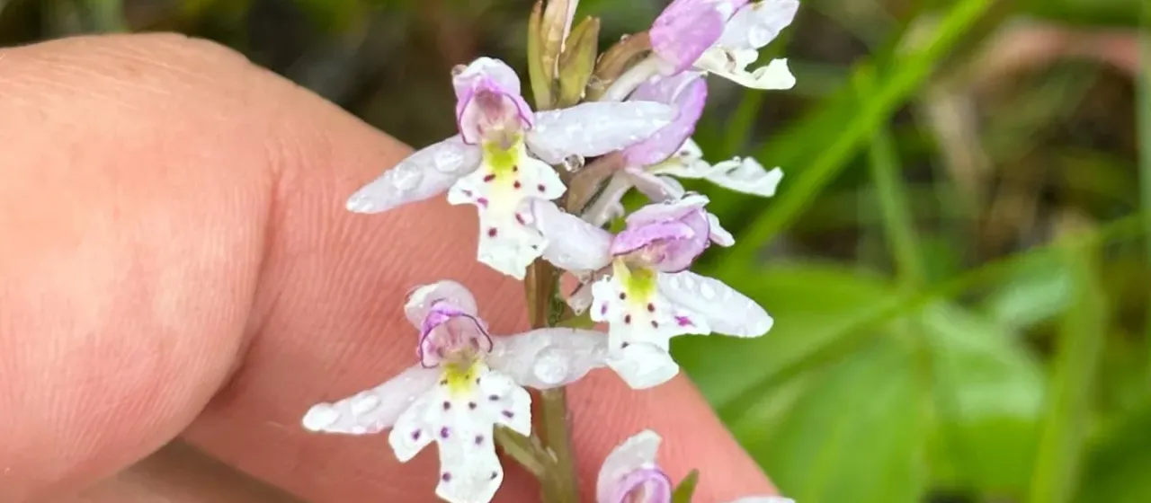 Small round-leaved orchid