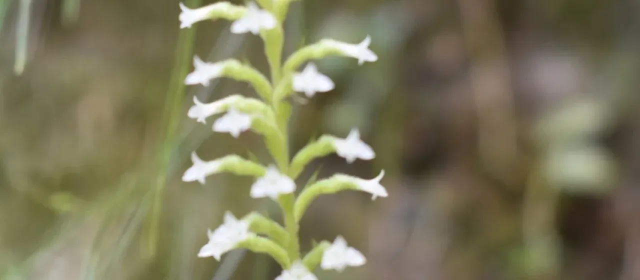 Beloglottis costaricensis