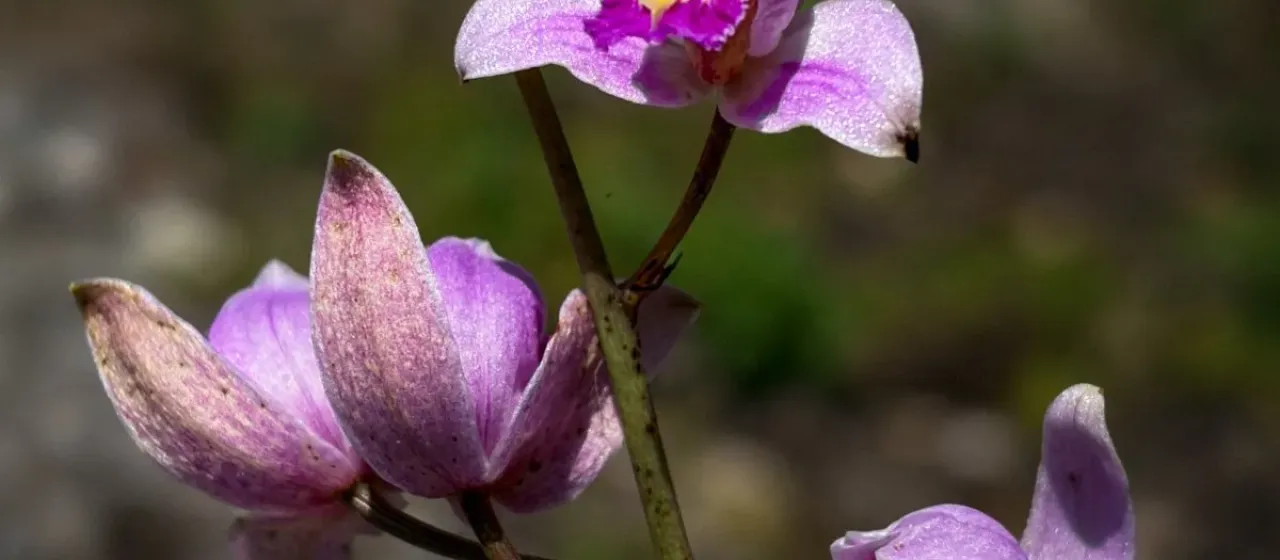 Bletia purpurea