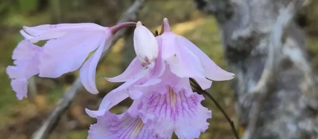 Broughtonia domingensis