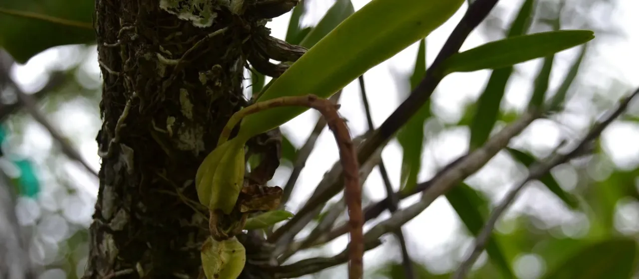 Bulbophyllum pachyrachis