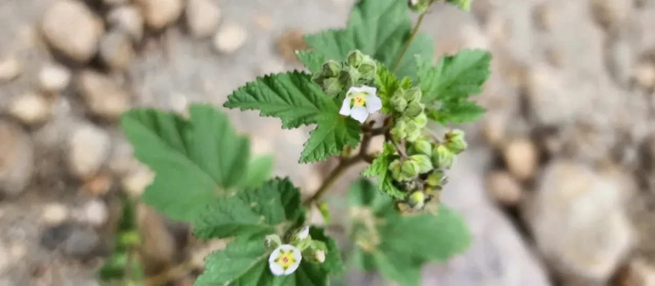 Urocarpidium albiflorum