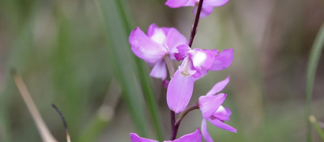 Calopogon multiflorus