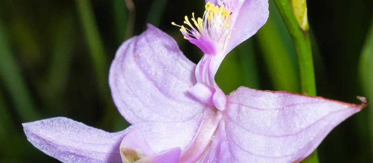 Oklahoma grass pink