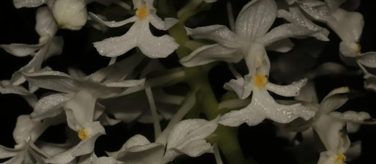 Calanthe triplicata