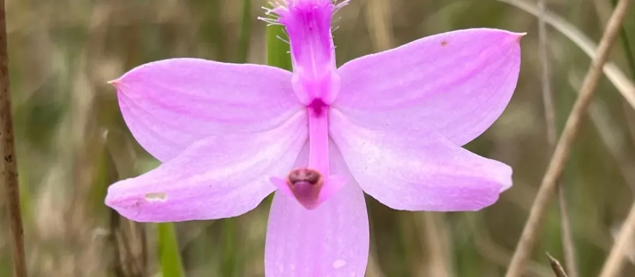 Grass pink