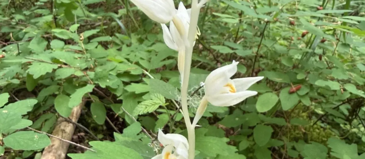Phantom Orchid