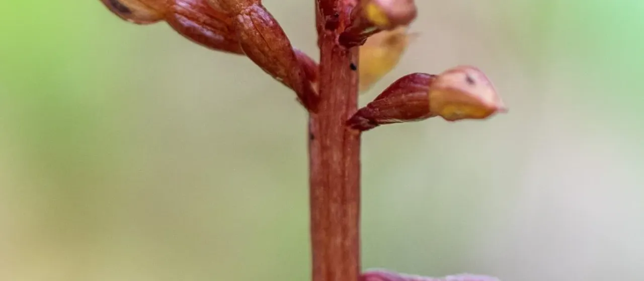 Corallorhiza bentleyi
