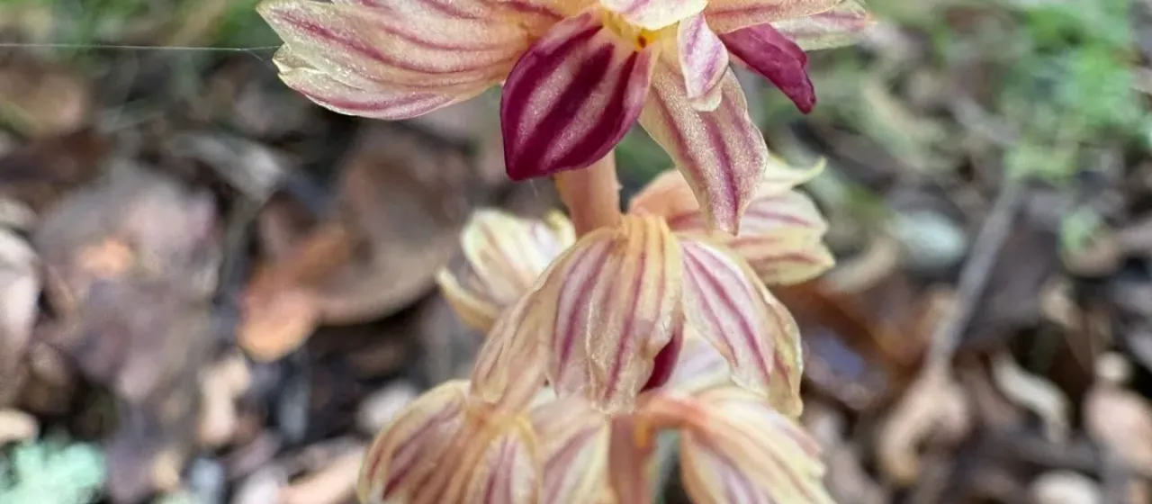 Striped coralroot