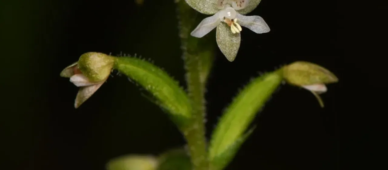Cranichis diphylla