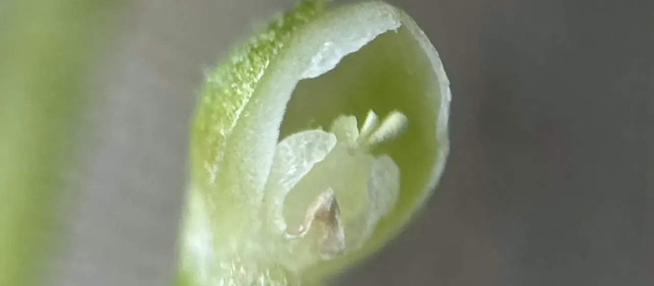 Cranichis ricartii