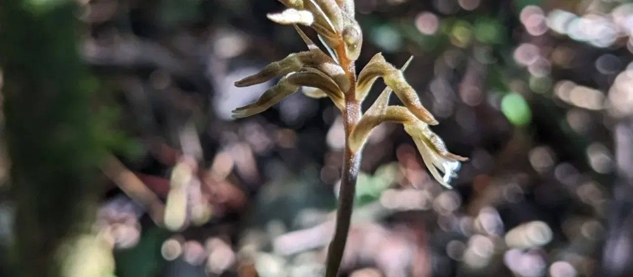 Cyclopogon elatus