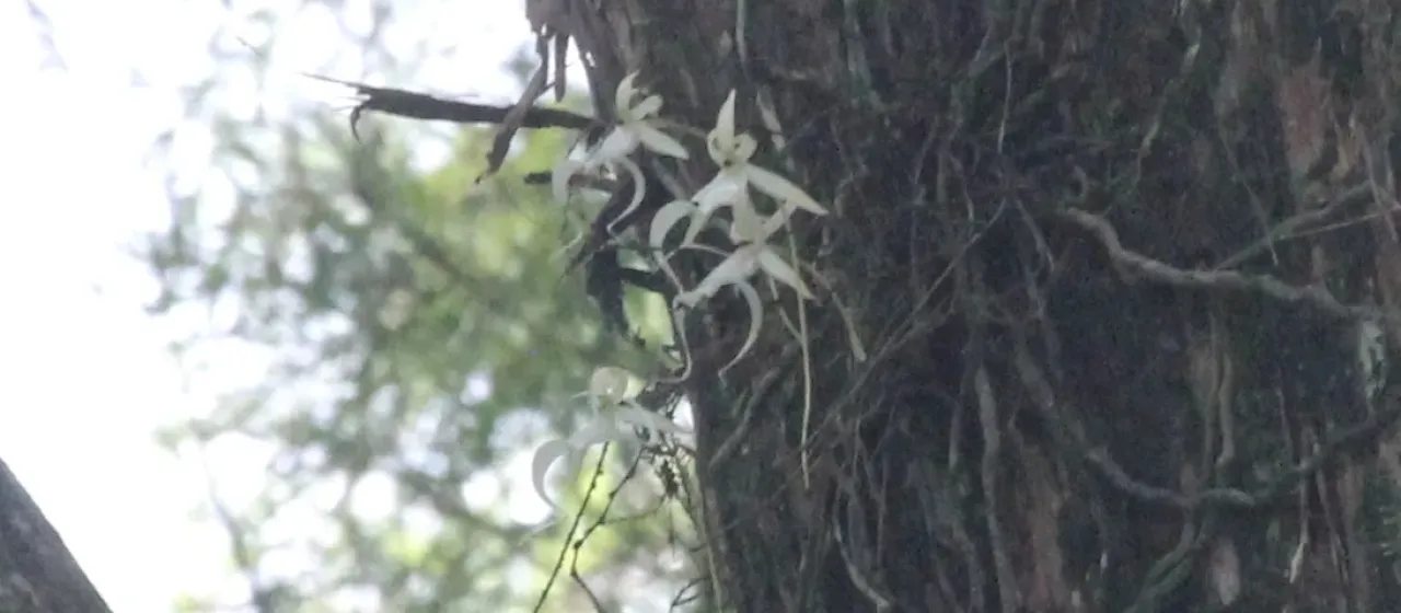 Ghost Orchid