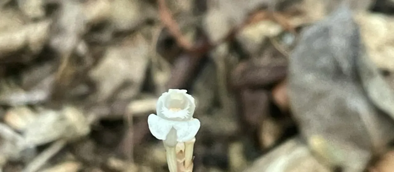 Didymoplexis micradenia