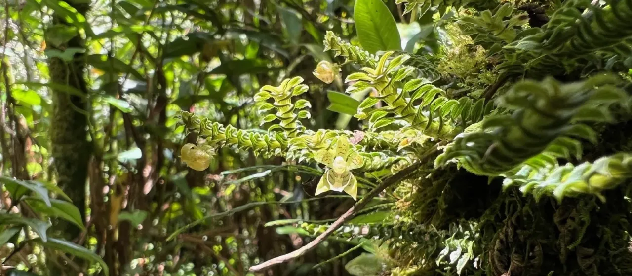 Dichaea hystricina