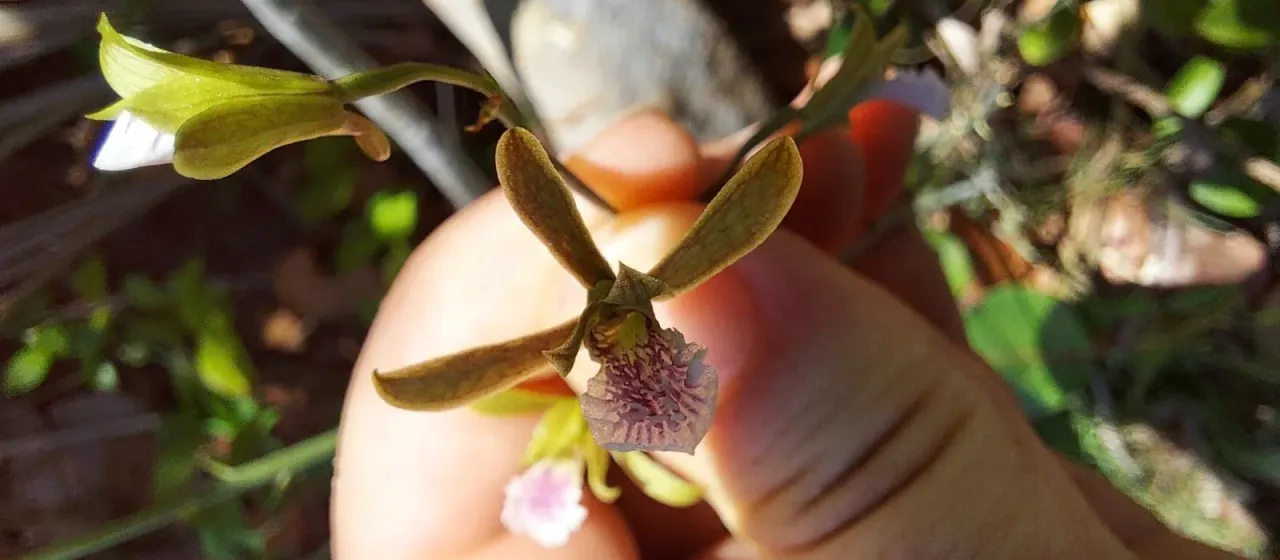Eulophia graminea