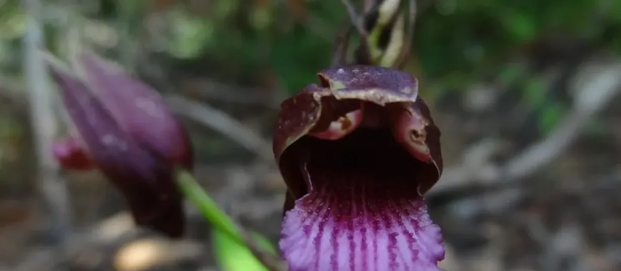 Eulophia nuda