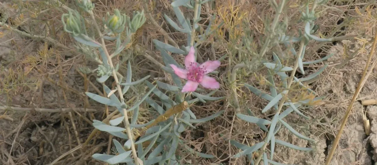 Reaumuria alternifolia