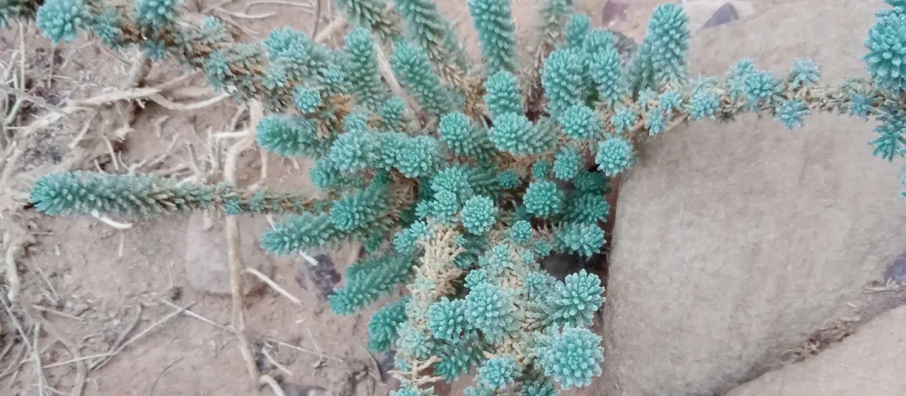 Reaumuria hirtella
