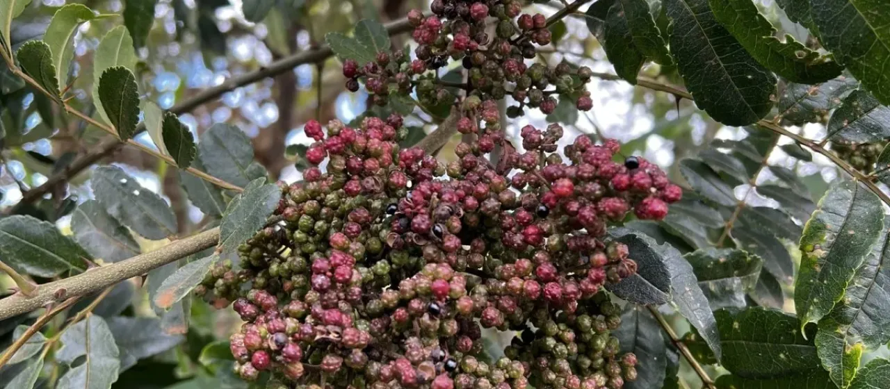 Zanthoxylum rhoifolium