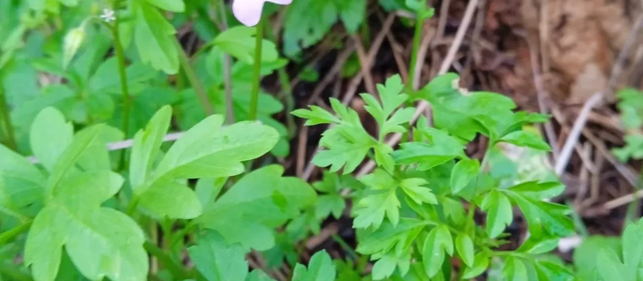 Ricotia lunaria