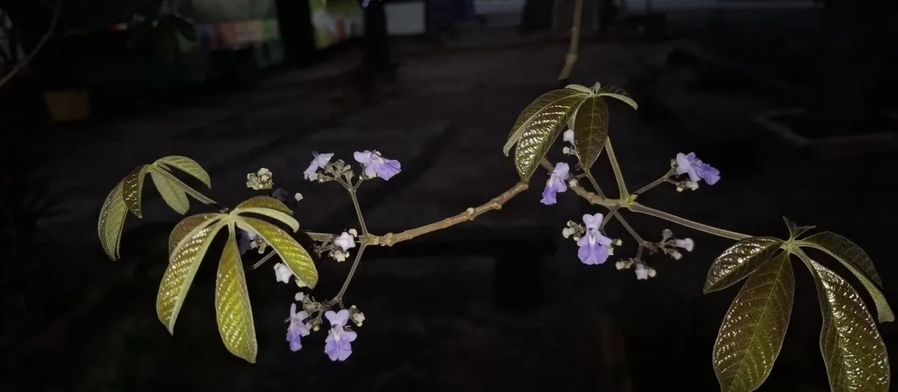 Vitex cymosa