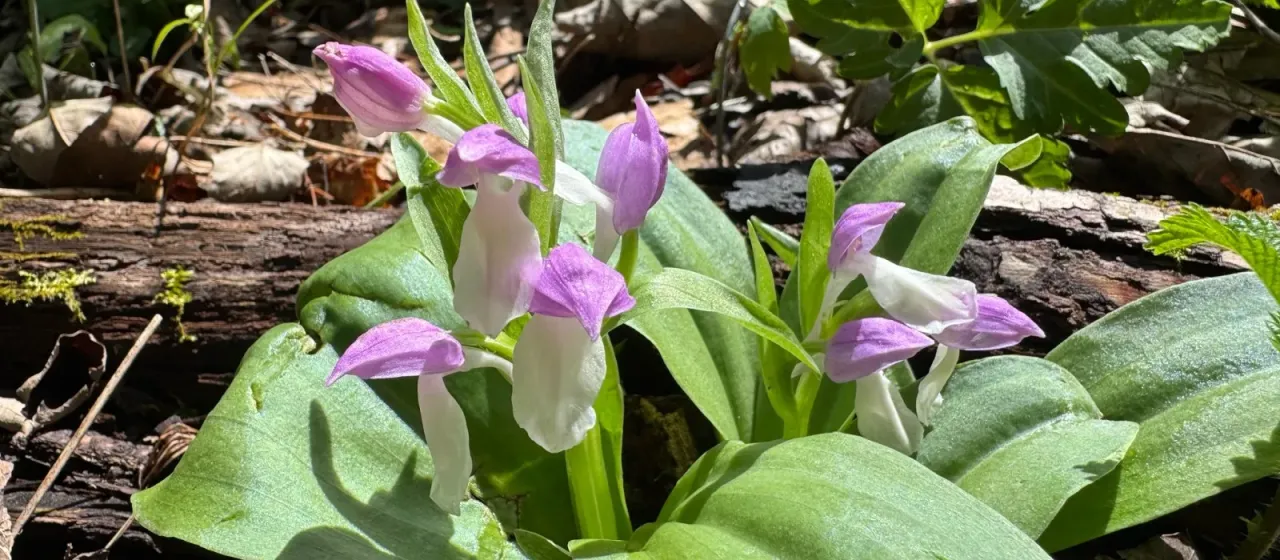 Showy Orchis