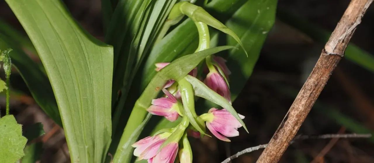 Geodorum densiflorum