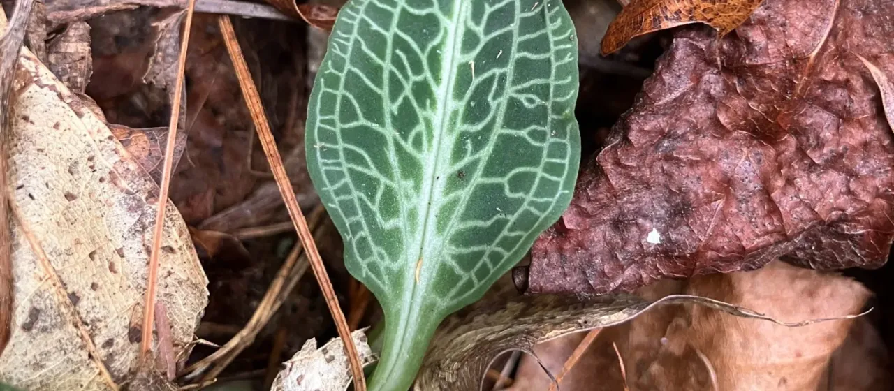 Downy rattlesnake plantain