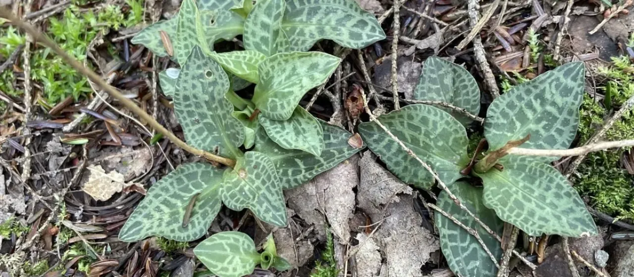 Goodyera tesselata