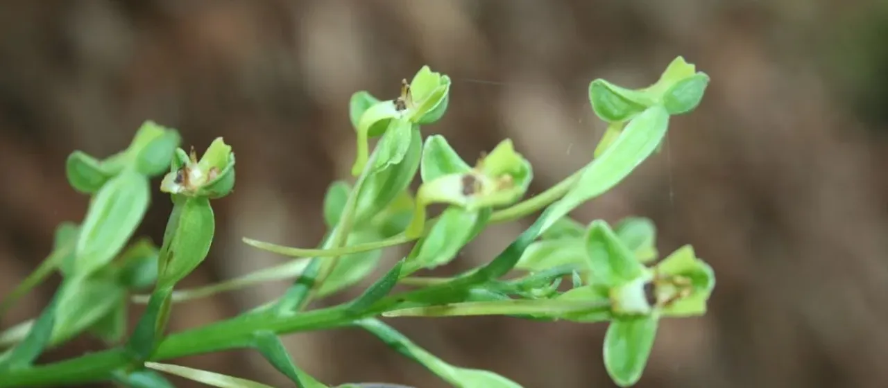 Habenaria alata