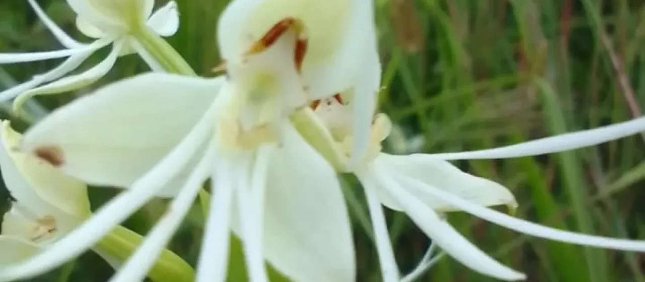 Habenaria quinqueseta